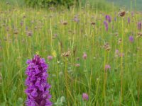 Dactylorhiza euxina 3, Saxifraga-Ed Stikvoort