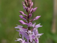 Dactylorhiza fuchsii 17, Bosorchis, Saxifraga-Hans Dekker