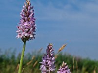 Dactylorhiza fuchsii 18, Bosorchis, Saxifraga-Hans Dekker