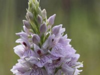 Dactylorhiza fuchsii 29, Bosorchis, Saxifraga-Peter Meininger