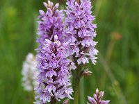 Dactylorhiza fuchsii 33, Bosorchis, Saxifraga-Hans Dekker