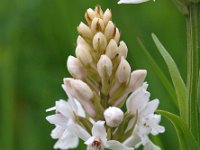 Dactylorhiza fuchsii 35, Bosorchis, Saxifraga-Hans Dekker