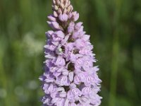 Dactylorhiza fuchsii 38, Bosorchis, Saxifraga-Peter Meininger