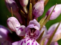 Dactylorhiza fuchsii 39, Bosorchis, Saxifraga-Hans Dekker