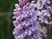 Dactylorhiza fuchsii 48, Bosorchis, Saxifraga-Hans Dekker