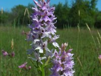 Dactylorhiza fuchsii 59, Bosorchis, Saxifraga-Ed Stikvoort