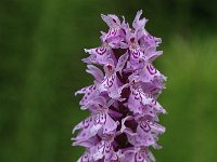 Dactylorhiza fuchsii 6, Bosorchis, Saxifraga-Jan van der Straaten