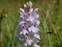 Dactylorhiza fuchsii 60, Bosorchis, Saxifraga-Ed Stikvoort