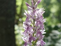 Dactylorhiza fuchsii 68, Bosorchis, Saxifraga-Hans Dekker