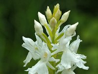 Dactylorhiza fuchsii 69, Bosorchis, Saxifraga-Hans Dekker