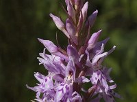 Dactylorhiza fuchsii 7, Bosorchis, Saxifraga-Jan van der Straaten