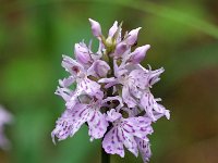 Dactylorhiza fuchsii 71, Bosorchis, Saxifraga-Hans Dekker