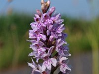 Dactylorhiza fuchsii 9, Bosorchis, Saxifraga-Hans Dekker