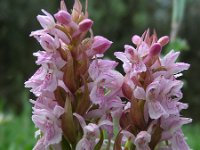 Dactylorhiza incarnata 100, Vleeskleurige orchis, Saxifraga-Ed Stikvoort