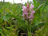 Dactylorhiza incarnata 101, Vleeskleurige orchis, Saxifraga-Ed Stikvoort