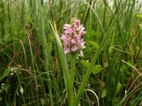 Dactylorhiza incarnata 12, Vleeskleurige orchis, Saxifraga-Hans Dekker