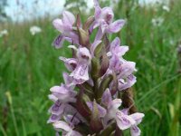 Dactylorhiza incarnata 22, Vleeskleurige orchis, Saxifraga-Jan Willem Jongepier