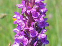 Dactylorhiza incarnata 30, Vleeskleurige orchis, Saxifraga-Jasenka Topic