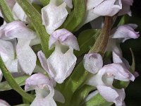 Dactylorhiza incarnata 40, Vleeskleurige orchis, Saxifraga-Hans Dekker