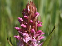 Dactylorhiza incarnata 41, Vleeskleurige orchis, Saxifraga-Hans Dekker