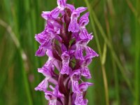 Dactylorhiza incarnata 56, Vleeskleurige orchis, Saxifraga-Hans Dekker