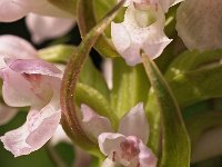 Dactylorhiza incarnata 61, Vleeskleurige orchis, Saxifraga-Hans Dekker