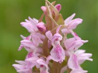 Dactylorhiza incarnata 72, Vleeskleurige orchis, Saxifraga-Hans Dekker