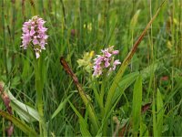 Dactylorhiza incarnata 74, Vleeskleurige orchis, Saxifraga-Hans Dekker