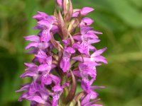 Dactylorhiza incarnata 8, Vleeskleurige orchis, Saxifraga-Hans Dekker