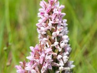 Dactylorhiza incarnata 85, Vleeskleurige orchis, Saxifraga-Bart Vastenhouw