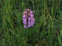 Dactylorhiza incarnata 88, Vleeskleurige orchis, Saxifraga-Hans Boll