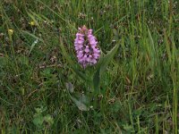 Dactylorhiza incarnata 91, Vleeskleurige orchis, Saxifraga-Hans Boll