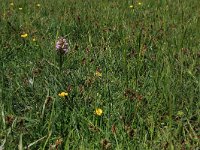 Dactylorhiza incarnata 92, Vleeskleurige orchis, Saxifraga-Hans Boll