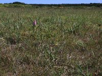 Dactylorhiza incarnata 93, Vleeskleurige orchis, Saxifraga-Hans Boll