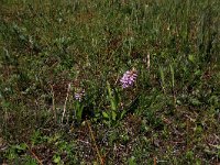 Dactylorhiza incarnata 94, Vleeskleurige orchis, Saxifraga-Hans Boll