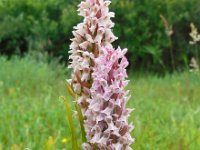 Dactylorhiza incarnata 95, Vleeskleurige orchis, Saxifraga-Ed Stikvoort