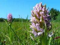 Dactylorhiza incarnata 99, Vleeskleurige orchis, Saxifraga-Ed Stikvoort