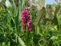 Dactylorhiza incarnata ssp coccinea 114, Steenrode orchis, Saxifraga-Ed Stikvoort