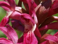 Dactylorhiza incarnata ssp coccinea 32, Saxifraga-Hans Dekker