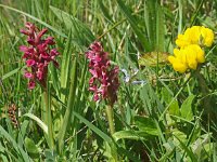 Dactylorhiza incarnata ssp coccinea 34, Saxifraga-Hans Dekker