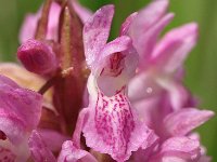 Dactylorhiza incarnata ssp lobelii 80, Saxifraga-Hans Dekker