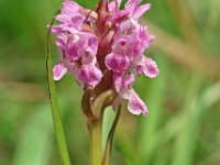 Dactylorhiza incarnata ssp lobelii 81, Saxifraga-Hans Dekker