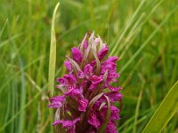 Dactylorhiza incarnata ssp serotina 15, Saxifraga-Hans Dekker