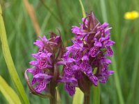 Dactylorhiza incarnata ssp serotina 49, Saxifraga-Hans Dekker