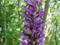 Dactylorhiza incarnata var hyphaematodes 106, Saxifraga-Hans Dekker