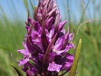 Dactylorhiza incarnata var hyphaematodes 108, Saxifraga-Hans Dekker