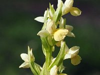 Dactylorhiza insularis 4, Saxifraga-Hans Dekker