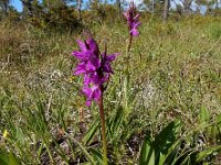 Dactylorhiza lapponica 10, Saxifraga-Ed Stikvoort