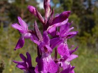 Dactylorhiza lapponica 11, Saxifraga-Ed Stikvoort