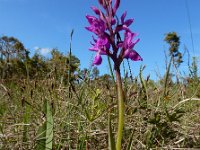 Dactylorhiza lapponica 13, Saxifraga-Ed Stikvoort